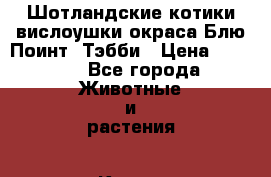 Шотландские котики-вислоушки окраса Блю-Поинт, Тэбби › Цена ­ 2 500 - Все города Животные и растения » Кошки   . Челябинская обл.,Южноуральск г.